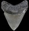 Serrated Fossil Megalodon Tooth - South Carolina #39469-2